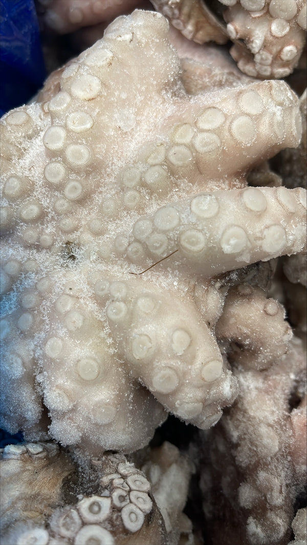 Octopus (Vulgaris), T6 (0.8-1.2 kg), A Grade, Whole, Frozen, IQF, Morocco, NW, 12 kg (26.46 lb)