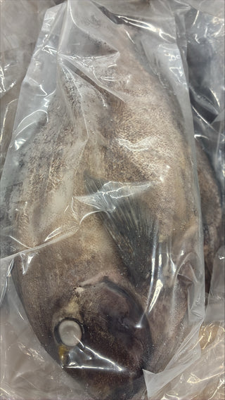 Snapper