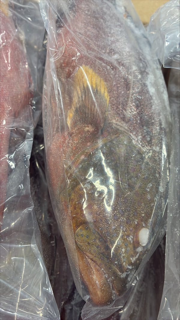 Grouper (Strawberry), 1-2, WGGS, Frozen, IQF, IWP, Vietnam, NW, 10lb