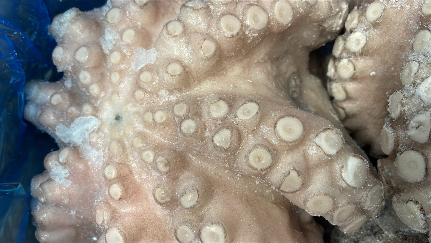 Octopus (Vulgaris), T4 (1.5-2 kg), A Grade, Whole, Frozen, IQF, Morocco, NW, 12 kg (26.46 lb)