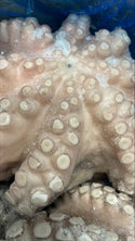 Octopus (Vulgaris), T4 (1.5-2 kg), A Grade, Whole, Frozen, IQF, Morocco, NW, 12 kg (26.46 lb)