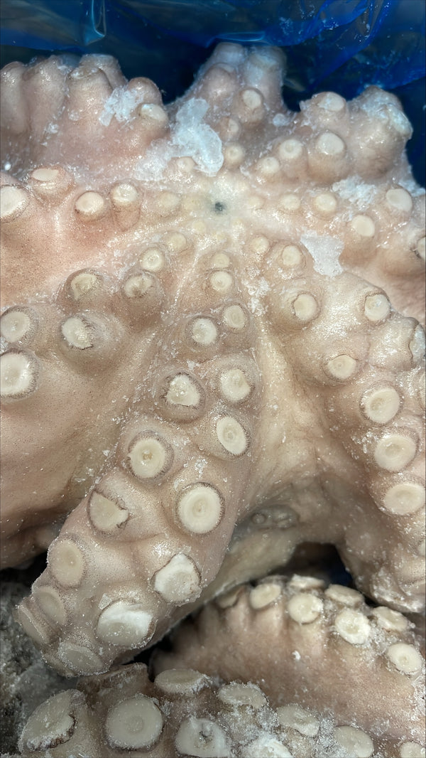 Octopus (Vulgaris), T4 (1.5-2 kg), A Grade, Whole, Frozen, IQF, Morocco, NW, 12 kg (26.46 lb)