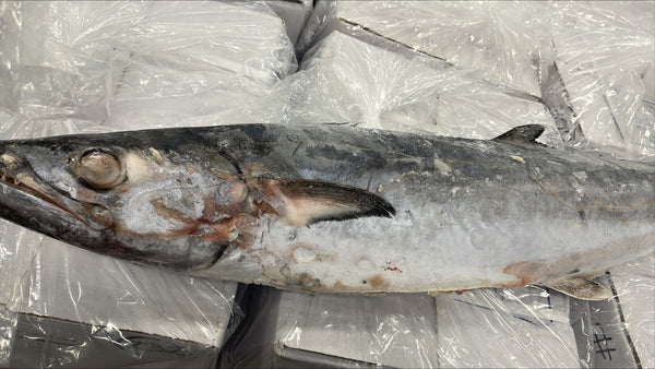 King Fish, 10-15 lb Up, Whole, Frozen, IWP, Suriname,NW, 66 lb