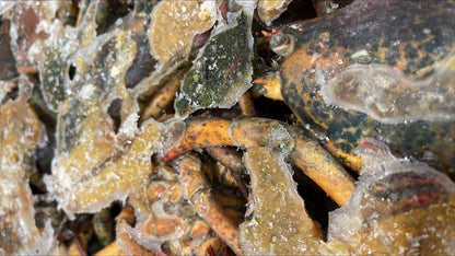 Lobster, Bodies, Cooked, Frozen, 25 lb