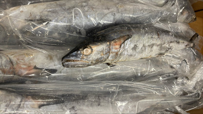 King Fish, 3-5 lb/pc, Whole, Gutted, Frozen, Venezuela, NW, 60 lb