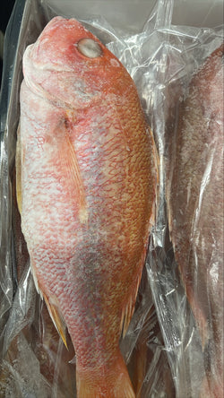 Snapper (Red), 1-2 lb, WGGS, Frozen, Brazil, NW, 10 lb
