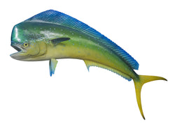 Mahi Mahi, 6 oz, Portions, Frozen, NW, 10 lb