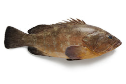 Grouper (Red), 3-5, Whole, Gutted, Frozen, NW, 55 lb