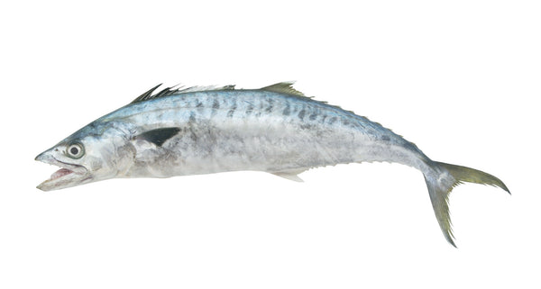 King Fish, 5-10 lb/pièce, entier, éviscéré, congelé, NW, 60 lb