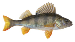 Perch (Nile), 3-7 kg/pc, Headless, Gutted, J-Cut, Tail Off, Frozen, NW, 20 kg (44.1 lb)