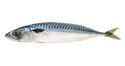 Mackerel, 400-600 g, Whole Round, Frozen, NW, 20 kg