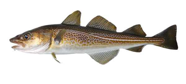 Cod (Atlantic), 16-32 oz, Fillets, Skinless, Boneless, Frozen, NW, 40 lb
