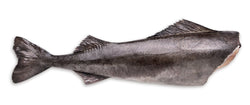 Cod (Black), #1, 5-7 lb, Headless, Gutted, LL - J/Cut, Frozen, NW, 50 lb