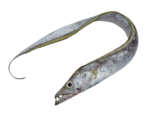 Cutlassfish, 500-700, Whole Round, Tail Off, 1st Grade, Frozen, NW, 12 kg