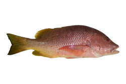 Snapper (Mutton), 1.5-2 lb, Whole, Gutted, Frozen, NW, 22 lb