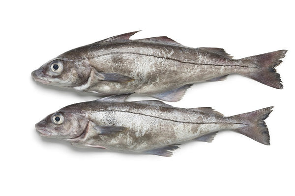 Haddock, 4 oz, Fillets, Skinless, Boneless, J-Cut, Frozen, NW, 10 lb ...