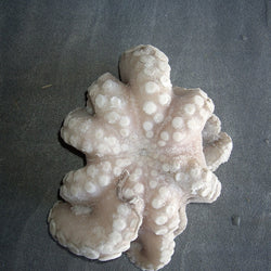 Octopus, TR, Whole, Frozen, NW, 20 kg