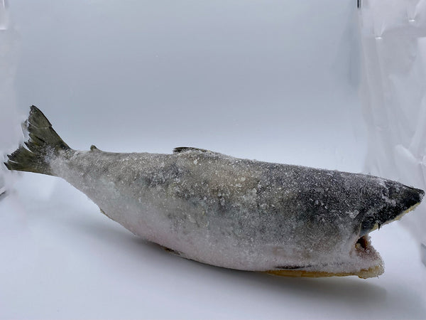 Salmon, (Sockeye), 5.5 lb up, Headless, Gutted, Frozen, NW, 50 lb