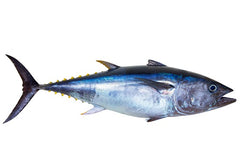 Tuna, (Albacore), 3-5 lb, TS, Frozen, NW, 15 lb