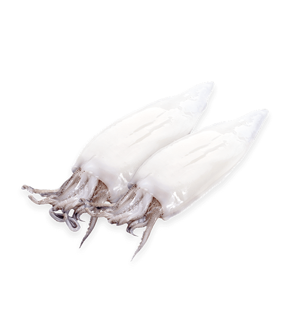 Squid, (Loligo Gahi), 9-12 cm, Tubes & Tentacles, Frozen, NW, 12 kg, 12 x 1 kg