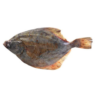 Flétan, (Turbot), 4-8 oz, Filets, Congelé, NW, 40 lb, 4 x 10 lb