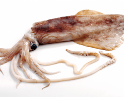 Squid, (Loligo For.), U10, Whole, Cleaned, Frozen, NW, 12 kg, 6 x 2 kg