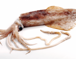 Squid, (Loligo For.), U10, Whole, Cleaned, Frozen, NW, 30 lb, 6 x 5 lb