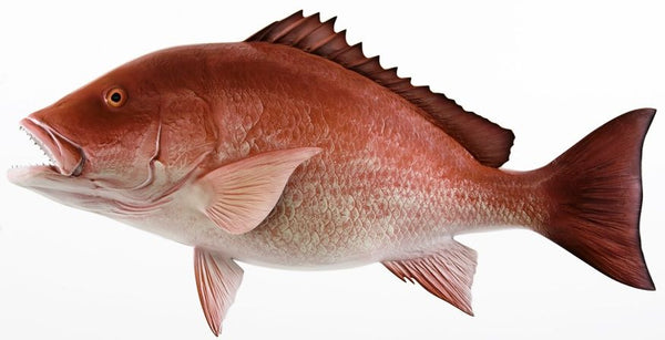 Snapper (Mangrove), 1-3 lb, Whole, Gutted, Frozen, NW, 55 lb