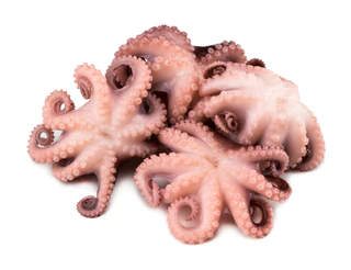 Octopus, (Vulgaris, Flower), T5 (1-1.5 kg), Whole, Frozen, NW, 15 kg (33.07 lb)