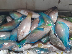 Parrot Fish, 1-2 lb, WGGS, Frozen, NW, 40 lb