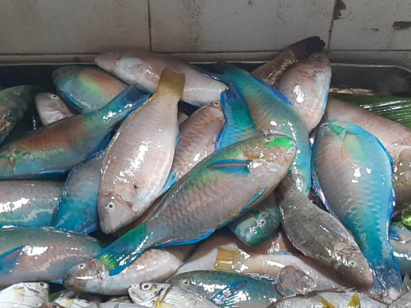 Parrot Fish, 3/4-1 lb, WGGS, Frozen, NW, 40 lb